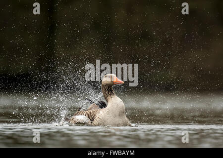 Graylag goose (Anser anser) preening e sguazzare nell'acqua, pulizia le sue piume e piumaggio.. Foto Stock