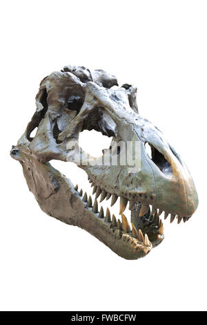 Tyrannosaurus rex skull su bianco Foto Stock