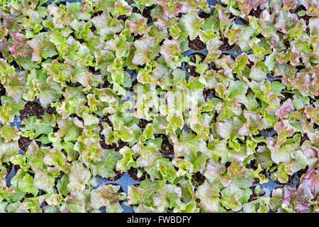 Baby lattuga: semi piantati in The Potting Shed Foto Stock