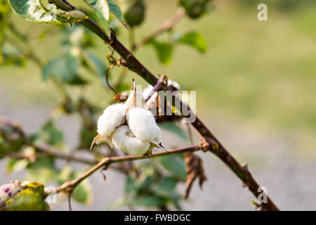 Close-up di cotone mature boll sul ramo Foto Stock