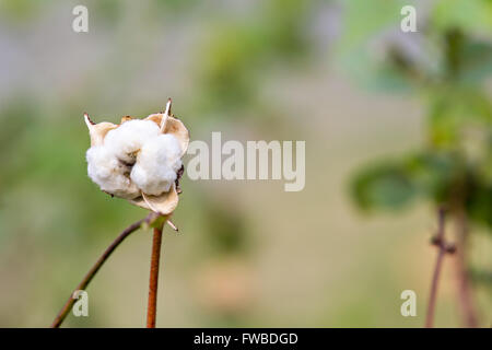 Pianta di cotone Closeup Foto Stock