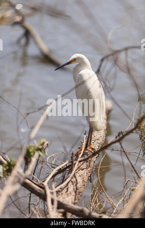 Airone bianco maggiore bird, Ardea alba, sorge in una palude salata nella Upper Newport Bay in Newport Beach, California, Stati Uniti. Foto Stock