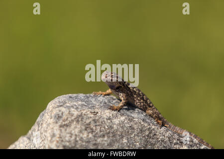 Marrone recinzione comune lucertola, Sceloporus occidentalis, posatoi su una roccia con uno sfondo verde nel Sud della California. Foto Stock