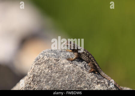 Marrone recinzione comune lucertola, Sceloporus occidentalis, posatoi su una roccia con uno sfondo verde nel Sud della California. Foto Stock