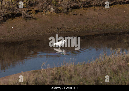 Airone bianco maggiore bird, Ardea alba, sorge in una palude salata nella Upper Newport Bay in Newport Beach, California, Stati Uniti. Foto Stock