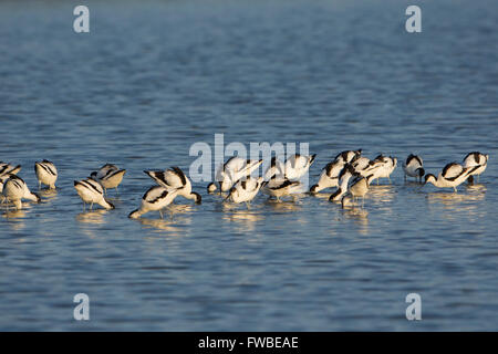 Un gregge di avocetta (Recurvirostra avosetta) alimentazione in poco profonde acque blu, Minsmere, Suffolk, Regno Unito Foto Stock