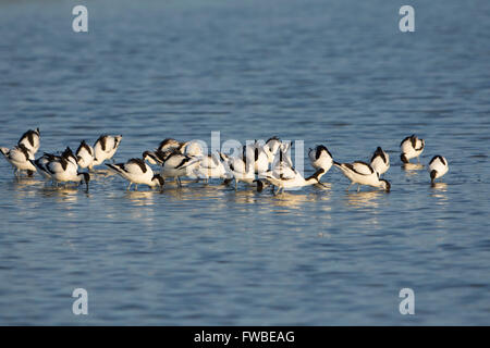 Un gregge di avocetta (Recurvirostra avosetta) alimentazione in poco profonde acque blu, Minsmere, Suffolk, Regno Unito Foto Stock