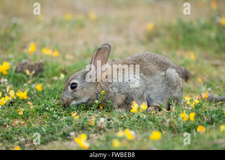 Un coniglio giovane (oryctolagus cuniculus) nibbles l'erba e fiori, Minsmere, Suffolk, Regno Unito Foto Stock