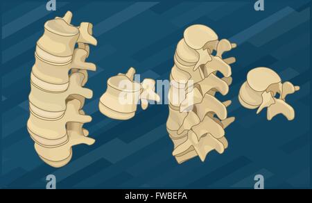 Colonna vertebrale umana ossa isometrica piatta Illustrazione Vettoriale