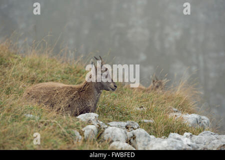 Alpine Ibex / stambecco (Capra ibex ), giovane animale, in appoggio tra le rocce in erba di un prato alpino per ruminating. Foto Stock