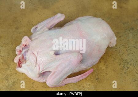 Materie anatra su sfondo di terracotta Foto Stock