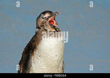 Ritratto di un giovane africano penguin (Spheniscus demersus), Western Cape, Sud Africa Foto Stock