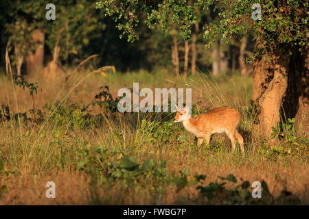 Giovani macchiato di cervo o chital (asse asse), il Parco Nazionale di Kanha, India Foto Stock