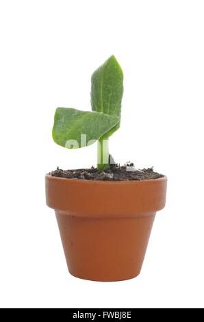 Zucca di coltivazione di piante da seme, isolato su sfondo bianco Foto Stock