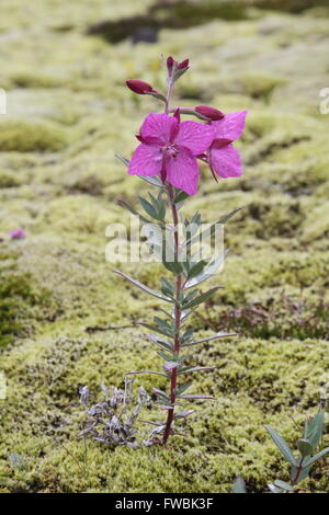 Arctic Riverbeauty (Chamerion latifolium) - Skaftafellsá, Islanda Foto Stock