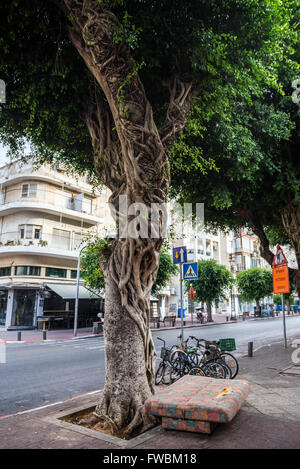 Aria radici di ficus albero in Tel Aviv city, Israele Foto Stock