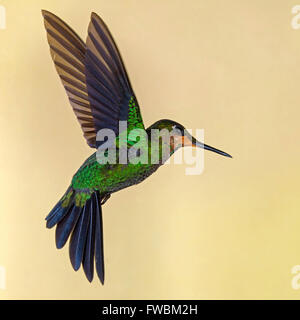 I capretti verde maschio-incoronato hummingbird brillante in bilico Foto Stock