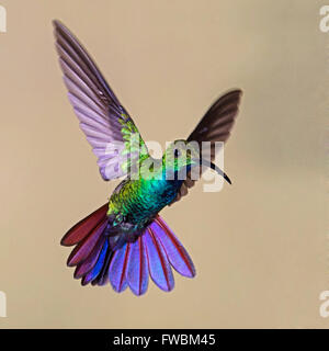 Verde maschio-breasted mango Hummingbird in bilico Foto Stock