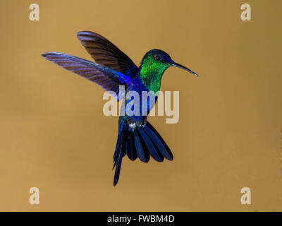 Maschio viola-incoronato woodnymph Hummingbird in bilico Foto Stock