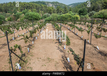 Vigneto di Flam Winery in Estaol moshav nel centro di Israele Foto Stock