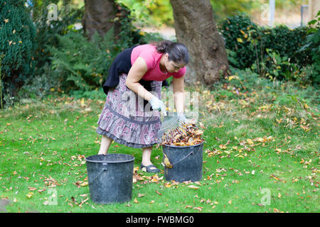 La donna la raccolta di foglie di autunno in giardino Foto Stock