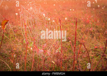 Una rugiada laden spider web nelle prime ore della mattina al mirtillo palustre nelle radure Area botanico, West Virginia. Foto Stock