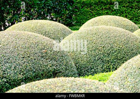 Arrotondato Topiaria da hedge in giardini di Calhoun Mansion, sale riunioni Street, Charleston, Carolina del Sud, STATI UNITI D'AMERICA Foto Stock