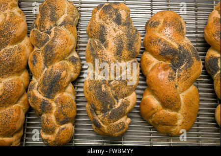 Il pane fatto a mano e cotto in un forno guardando delizioso come si siede raffreddamento su rack in filo in una panetteria. Foto Stock