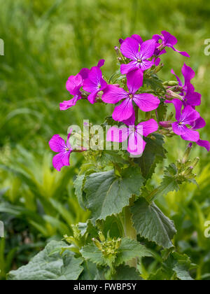 Bella wild fiore di primavera. L'onestà. Lunria annua. Foto Stock