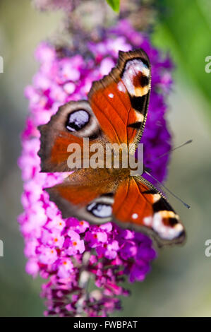 Una grande farfalla pavone alimentazione su un viola scuro / Buddleia Budleia bush comunemente noto come la farfalla Bush. Foto Stock