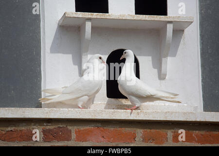 Colombe bianche o piccioni dalla coda dei fan in una storica Dovecote Foto Stock