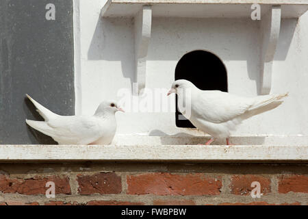 Colombe bianche o piccioni dalla coda dei fan in una storica Dovecote Foto Stock