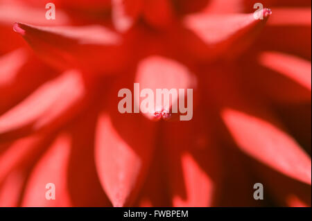 Un ultra close up immagine del fiore di un profondo rosso stile cactus Dhalia bloom. Foto Stock