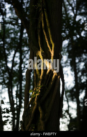 Liane spessa della pianta di edera vento attorno al tronco di un vecchio albero in uno del Regno Unito delle antiche foreste. Sebbene avvolto strettamente attorno all'albero l'edera può non danno realmente una struttura stabilita come alcuni sembrano pensare, non 'strangle' o 'suffocate' l'albero ma può creare un micro clima dove è spessa e consentire ad altre piante parassite in la corteccia di alberi ecc. Foto Stock