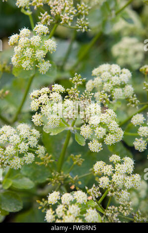 Delicato bianco morbido fiore sboccia nella campagna del Regno Unito. Foto Stock