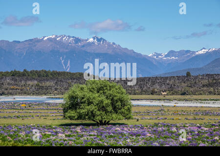 Eglinton River Valley, Southland, Isola del Sud, Nuova Zelanda Foto Stock