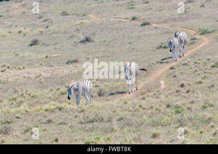 Quattro Burchells zebre, Equus quagga burchellii, passeggiate in una riga Foto Stock