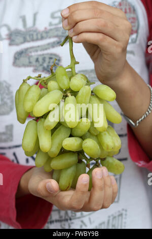 Strega uve del dito o noto anche come cotone Candy uva Foto Stock