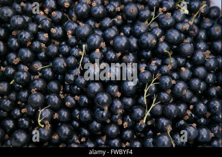 Una grande ciotola di ribes nero appena raccolto nel Regno Unito la frutta morbida è profondo di colore viola. Foto Stock