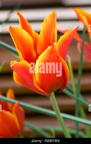 In prossimità della testa di fiori del tulip Tulipa " Regina di Saba " Foto Stock