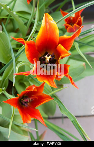 In prossimità della testa di fiori del tulip Tulipa " Regina di Saba " Foto Stock