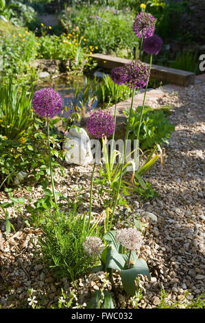 Le piante Allium 'viola sensazione' e Allium 'Karatieviense' in una roccia e ghiaia giardino nella parte anteriore di un piccolo stagno. Foto Stock