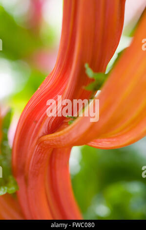 Una chiusura dello stelo e delle foglie della pianta Ruby Chard mostrante la riccamente colorata o foglie colorate e lo stelo di questo vegetale. Foto Stock