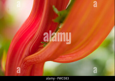 Una chiusura dello stelo e delle foglie della pianta Ruby Chard mostrante la riccamente colorata o foglie colorate e lo stelo di questo vegetale. Foto Stock