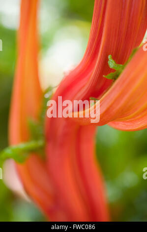 Una chiusura dello stelo e delle foglie della pianta Ruby Chard mostrante la riccamente colorata o foglie colorate e lo stelo di questo vegetale. Foto Stock