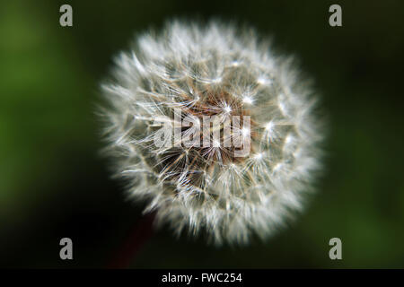 Seme di tarassaco sfera su uno sfondo verde scuro. Foto Stock