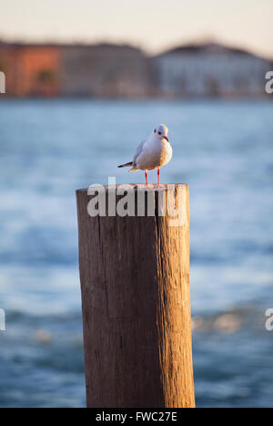 Seagull su un palo di legno. Canale della Giudecca, Venezia. Veneto, Italia. Foto Stock