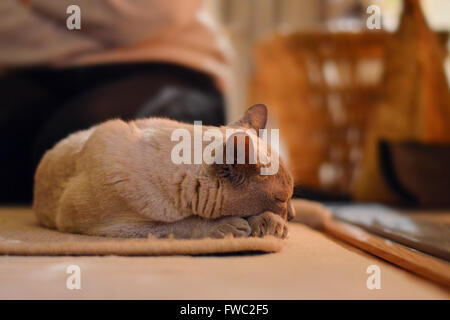 Gatto birmano avvolto a ricciolo addormentato davanti al caminetto. Foto Stock