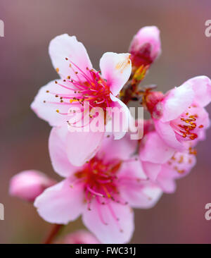 Sfondo sfocato. Rami con bellissimi fiori rosa (pesca) contro il cielo blu. Messa a fuoco selettiva. Peach blossom nel sole Foto Stock