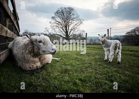Una pecora, sdraiato, e si tratta di agnello in piedi in un campo. Foto Stock